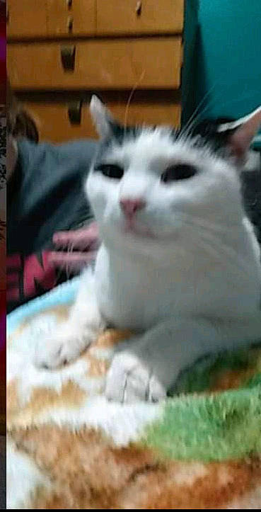 Jetta is registered to the contest to win money with this photo: carnivore, cat, comfort, domestic_short_haired_cat, felidae, fur, paw, small_to_medium_sized_cats, snout, terrestrial_animal, whiskers