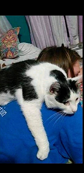 Jetta is registered to the contest to win money with this photo: carnivore, cat, comfort, domestic_short_haired_cat, electric_blue, felidae, fur, paw, photo_caption, small_to_medium_sized_cats, snout, tail, terrestrial_animal, whiskers