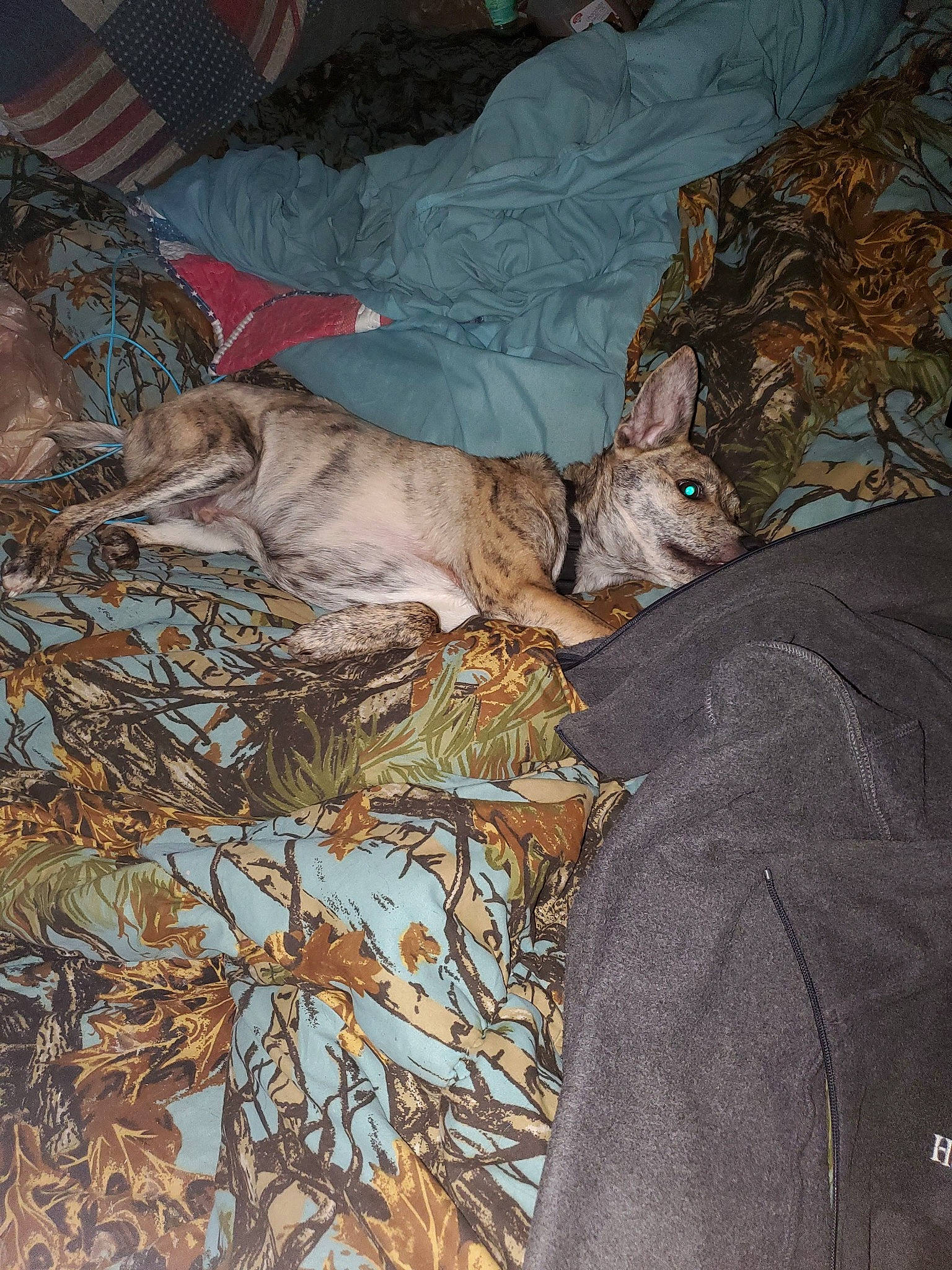 Scooby joined the competition — help win amazing prizes! brown, canidae, carnivore, cat, comfort, dog, dog_breed, domestic_short_haired_cat, fawn, felidae, fur, plant, small_to_medium_sized_cats, sporting_group, terrestrial_animal, tree, twig, whiskers, wildlife, wood