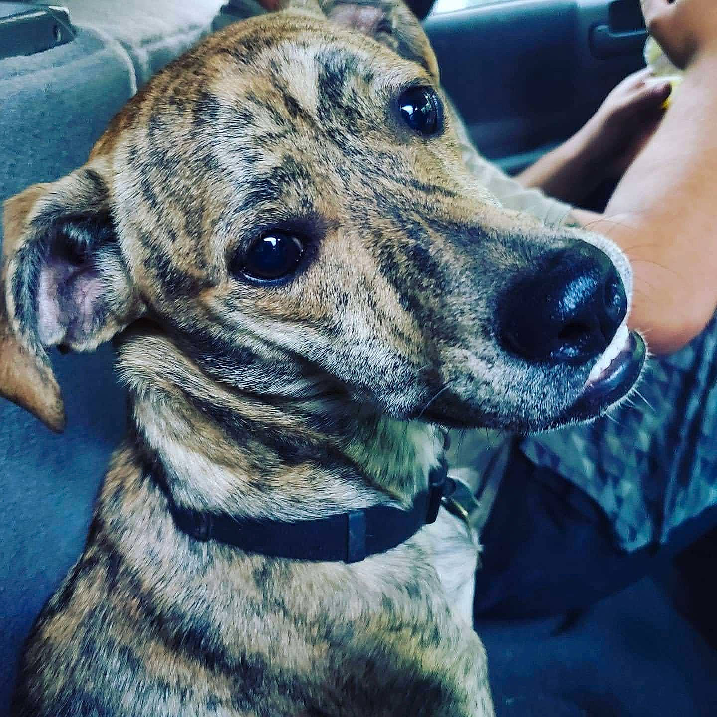 Scooby is registered to the contest to win money with this photo: canidae, carnivore, collar, companion_dog, dog, dog_breed, dog_collar, ear, fawn, fur, german_shorthaired_pointer, giant_dog_breed, guard_dog, metal, sighthound, snout, sporting_group, terrestrial_animal, whiskers, working_animal