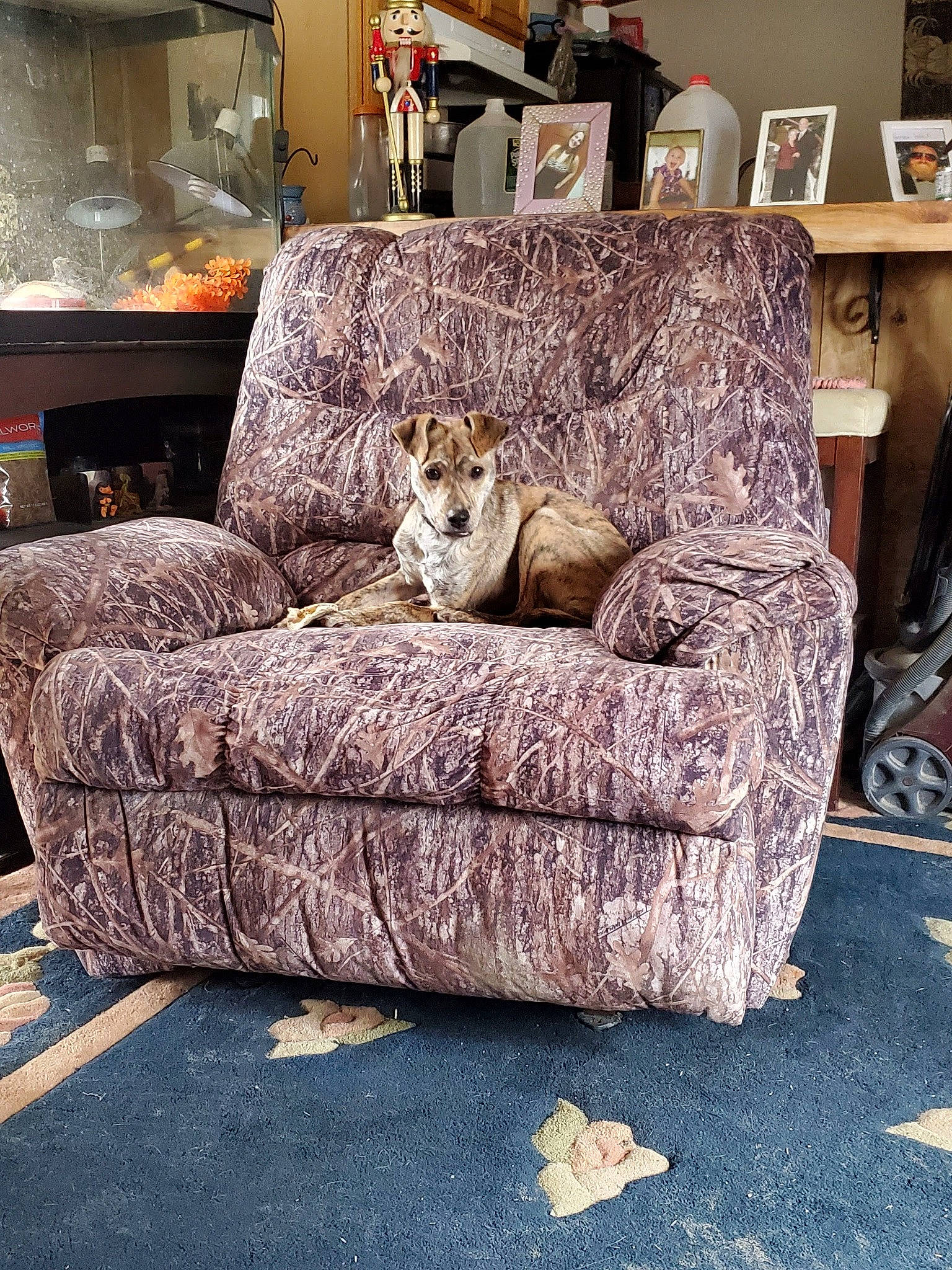 Scooby joined the competition — help win amazing prizes! brown, carnivore, cat, comfort, couch, fawn, felidae, floor, flooring, furniture, grey, hardwood, interior_design, living_room, property, studio_couch, textile, wall, whiskers, wood