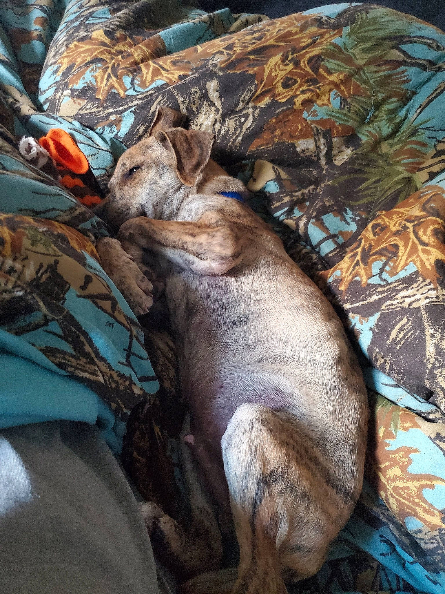 Scooby is registered to the contest to win money with this photo: canidae, carnivore, comfort, dog_breed, fawn, felidae, fur, nap, sleep, small_to_medium_sized_cats, snout, sporting_group, tail, terrestrial_animal, whiskers, wildlife, windshield, wood, working_animal