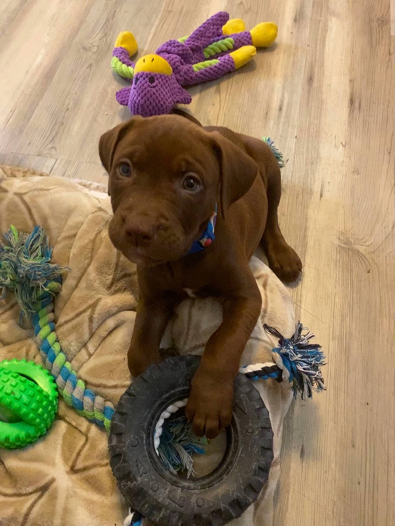 Zoey joined the competition — help win amazing prizes! automotive_tire, carnivore, companion_dog, dog, dog_breed, dog_clothes, dog_collar, fashion_accessory, fawn, flooring, hardwood, hat, leash, liver, snout, sporting_group, tire_care, tread, wood, working_animal