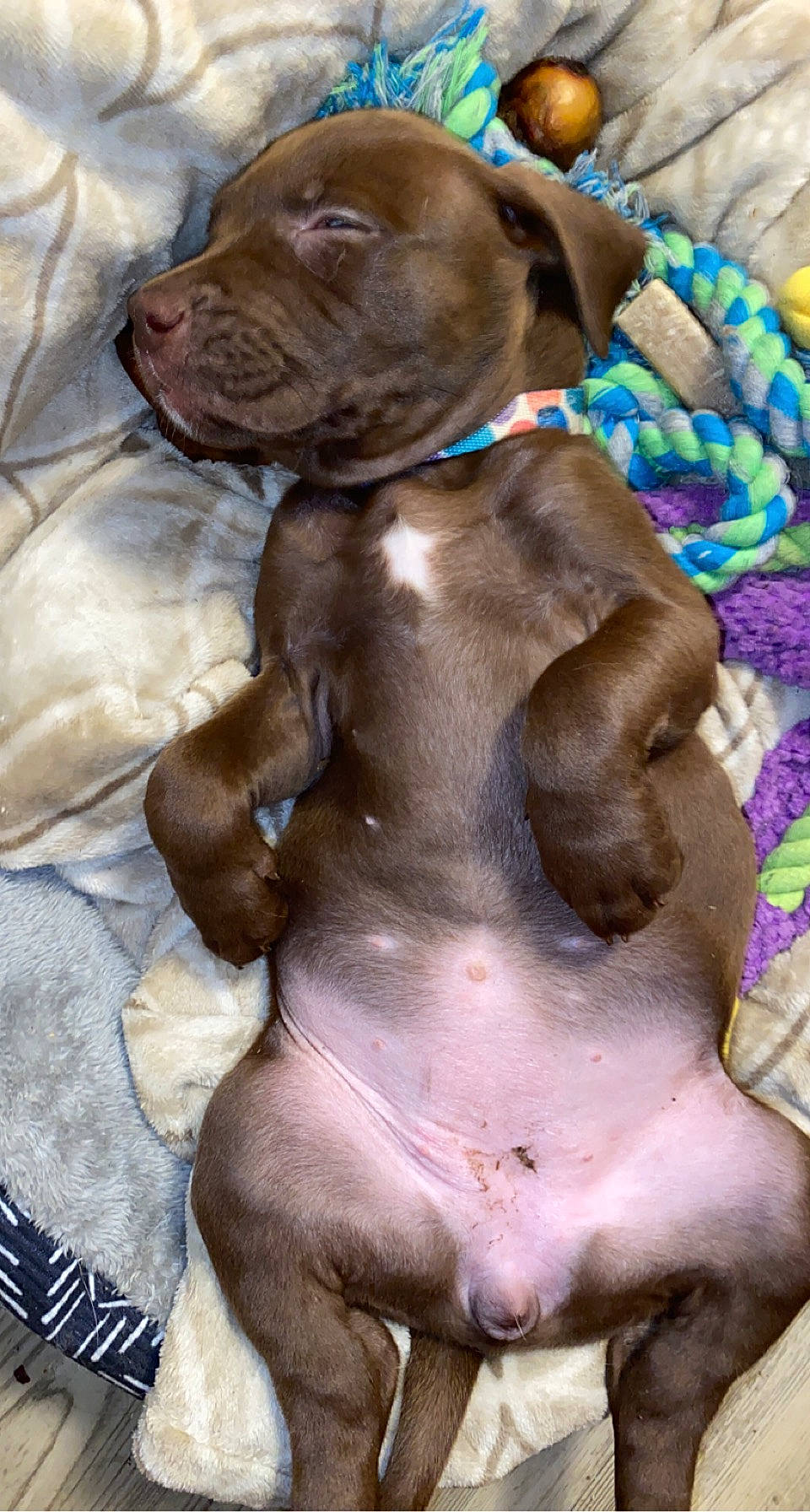 Zoey joined the competition — help win amazing prizes! carnivore, collar, comfort, companion_dog, dog, dog_breed, dog_collar, dog_supply, fawn, gun_dog, hunting_dog, liver, pet_supply, snout, whiskers, working_animal