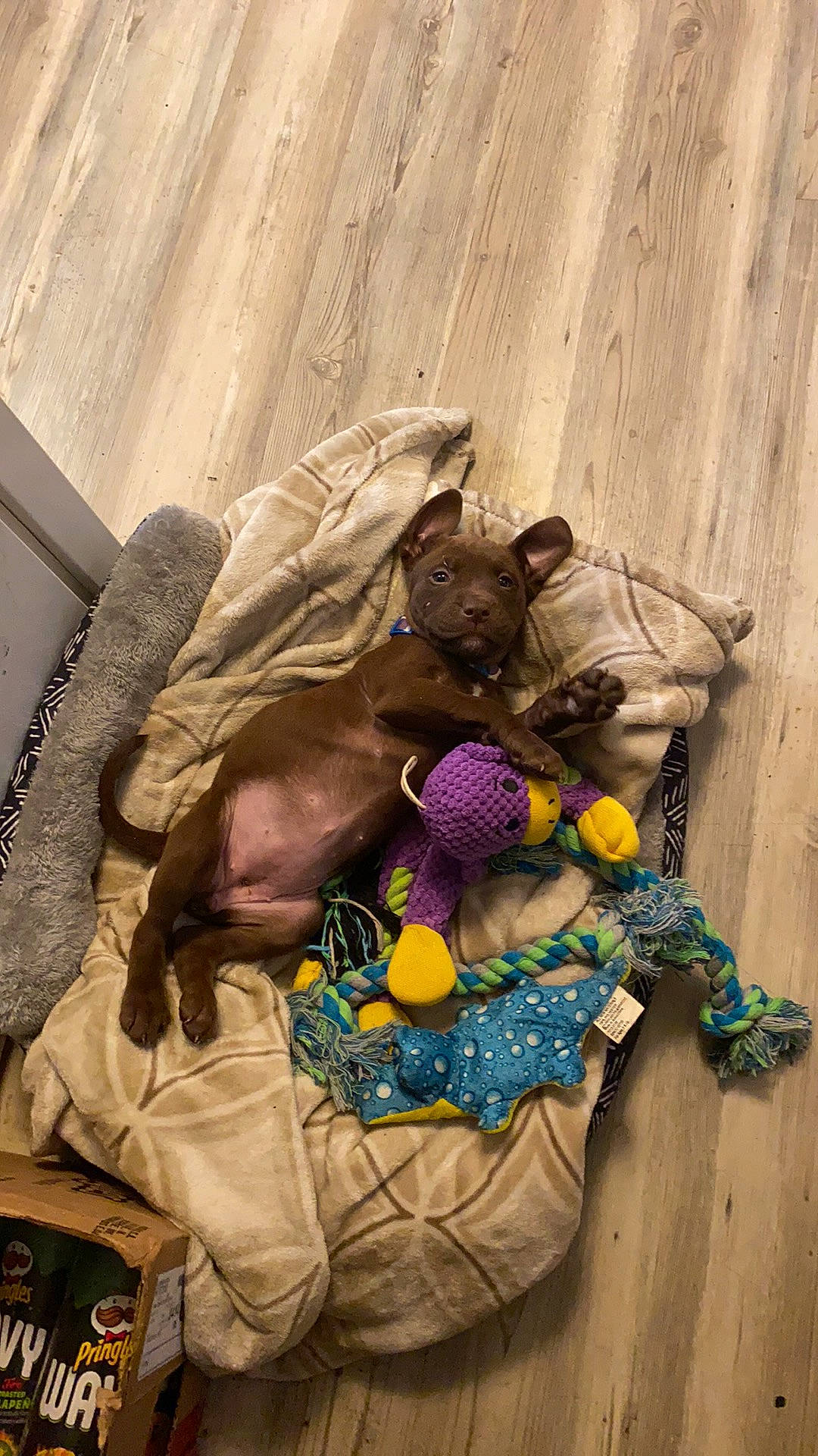 Zoey joined the competition — help win amazing prizes! art, bag, costume, doll, fashion_accessory, fur, hat, plastic, purple, sitting, still_life, still_life_photography, stuffed_toy, thread, toy, visual_arts, waste, wood, wool, woolen