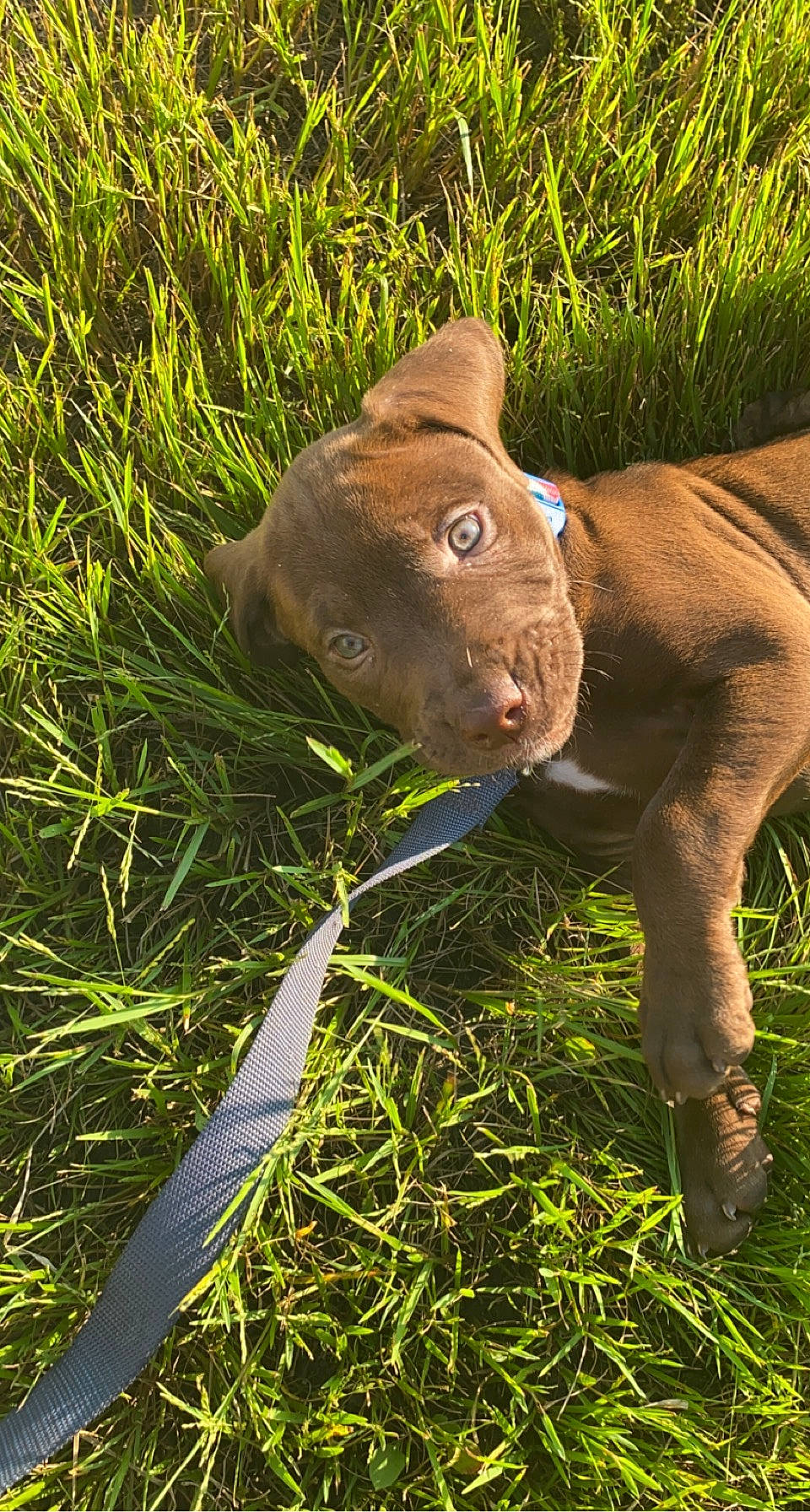 Zoey is registered to the contest to win money with this photo: carnivore, companion_dog, dog_breed, fawn, felidae, grass, grassland, groundcover, hat, liver, pasture, plant, small_to_medium_sized_cats, snout, sporting_group, tail, terrestrial_animal, whiskers, wildlife, working_animal