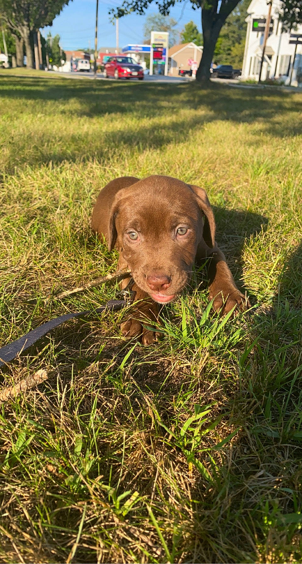 Zoey is registered to the contest to win money with this photo: canidae, carnivore, companion_dog, dog, dog_breed, fawn, grass, grass_family, grassland, groundcover, gun_dog, liver, plant, prairie, snout, soil, sporting_group, terrestrial_animal, tree, working_animal