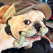 Giuseppe joined the competition — help win amazing prizes! animal, bulldog, candle, cap, chew_toy, close_up, couch, dog, floor, furniture, hand, hat, indoors, living_room, mustache_toy, person, pet, playful, relaxing, table