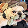 animal, bulldog, candle, cap, chew_toy, close_up, couch, dog, floor, furniture, hand, hat, indoors, living_room, mustache_toy, person, pet, playful, relaxing, table
