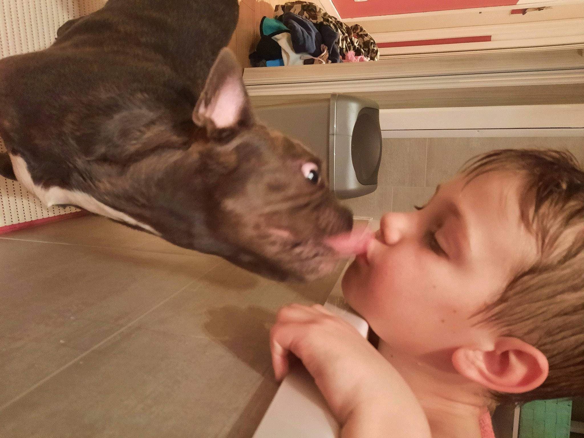 Djiro a rejoint le concours — aidez-le/la à gagner de superbes lots ! carnivore, companion_dog, dog, dog_breed, ear, eyelash, fawn, fun, fur, gesture, happy, jaw, liver, mouth, neck, nose, shelf, skin, toddler, whiskers