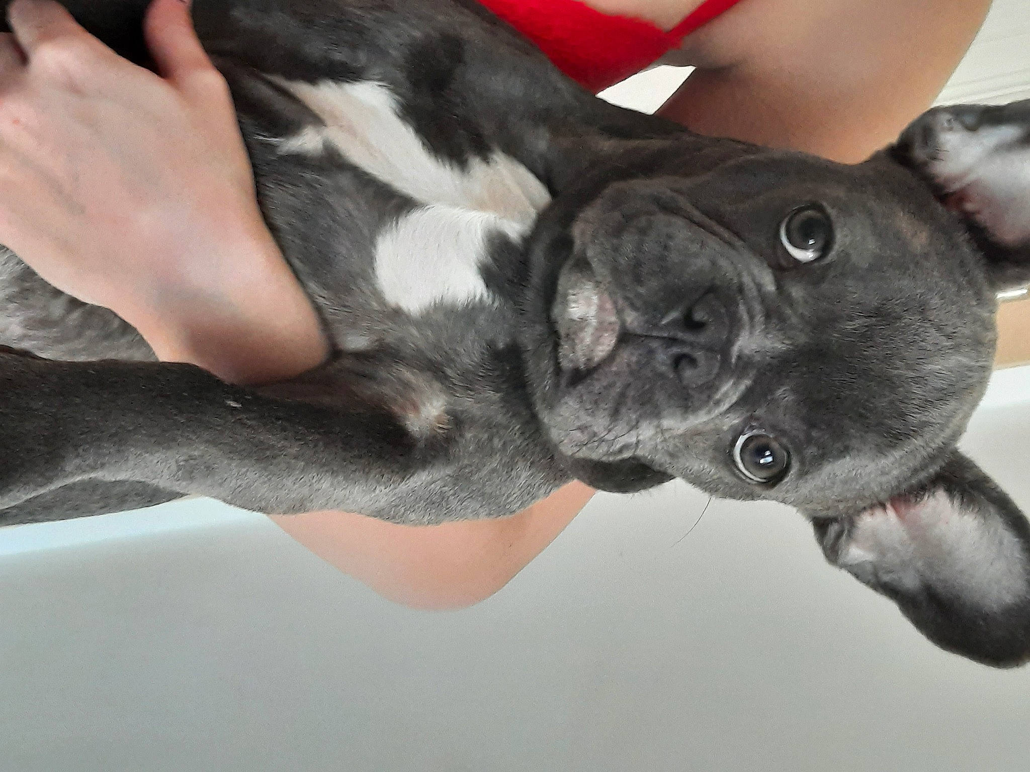 Djiro participe au concours pour gagner de l'argent avec cette photo : arm, boston_terrier, canidae, carnivore, companion_dog, dog, dog_breed, ear, eye, fawn, finger, gesture, hand, nail, snout, sporting_group, tail, thumb, whiskers, working_animal