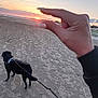 Guismo participe au concours pour gagner de l'argent avec cette photo : accessories, adult, animal, beach, bodypart, canine, coast, dog, finger, hand, nature, outdoors, person, pet, photography, sea, shoreline, sky, strap, water