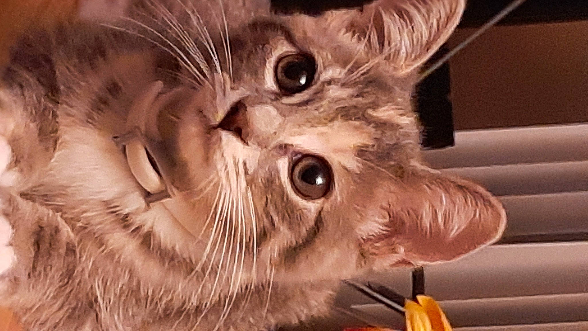 Autumn joined the competition — help win amazing prizes! carnivore, cat, cone, domestic_short_haired_cat, ear, fang, fawn, felidae, fur, paw, photo_caption, small_to_medium_sized_cats, snout, terrestrial_animal, whiskers