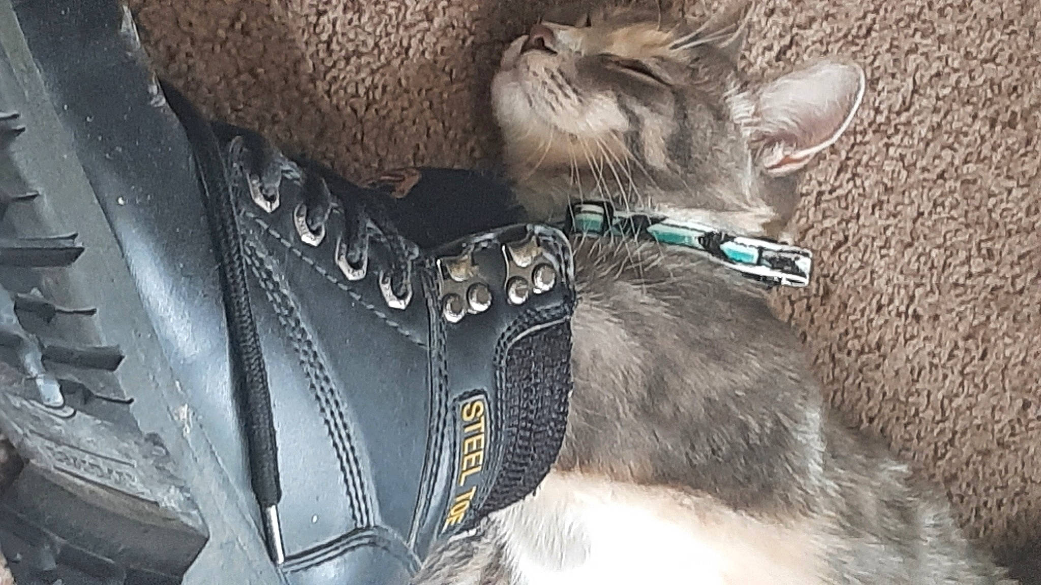 Autumn joined the competition — help win amazing prizes! carnivore, cat, collar, dog_breed, dog_collar, domestic_short_haired_cat, electric_blue, fashion_accessory, fawn, felidae, fur, glasses, grey, leash, paw, small_to_medium_sized_cats, snout, tail, whiskers, working_animal