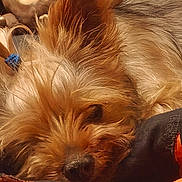 Leia participe au concours pour gagner de l'argent avec cette photo : dog, sleeping, fluffy, small_dog, fur, ears, resting, cozy, blanket, fabric, home, pet, cute, brown_fur, closeup, animal, domestic_animal, relaxing, comfort, indoors