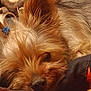 dog, sleeping, fluffy, small_dog, fur, ears, resting, cozy, blanket, fabric, home, pet, cute, brown_fur, closeup, animal, domestic_animal, relaxing, comfort, indoors