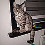 cat, tabby_cat, pet, indoor, windowsill, collar, bell, green_eyes, striped_fur, tail, paws, sitting, curious, flash_photo, night, blinds, fidget_toy, tote_bag, card, portrait