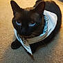 animal, bandana, blue_eyes, carpet, cat, close_up, cozy, cute, domestic_cat, ears, feline, fur, indoor, looking_up, pet, siamese_cat, sitting, soft_lighting, whiskers, white_bandana