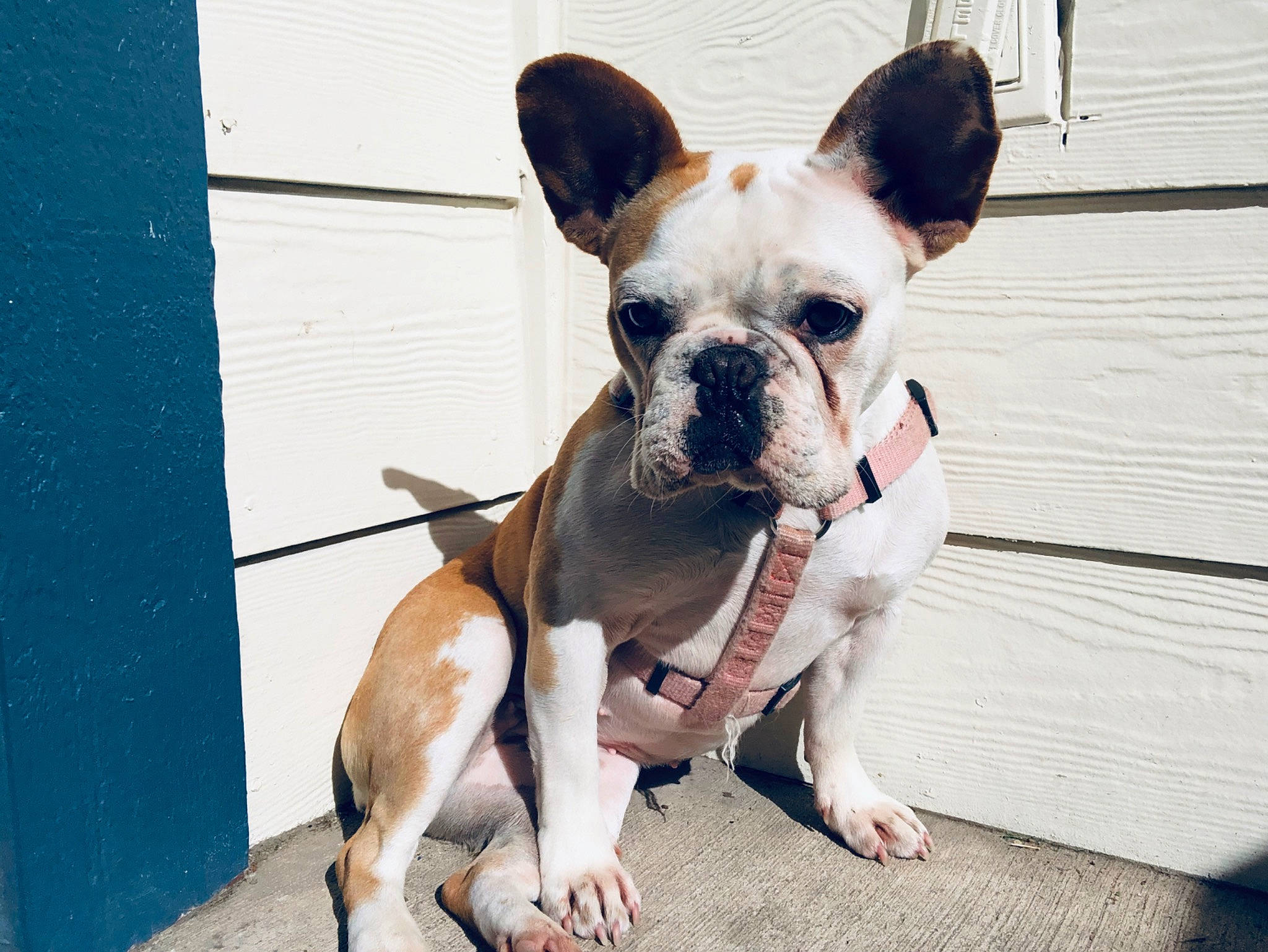 Nila is registered to the contest to win money with this photo: ancient_dog_breeds, bulldog, canidae, carnivore, companion_dog, dog, dog_breed, ear, fawn, french_bulldog, mammal, non_sporting_group, nose, puppy, puppy_love, rare_breed_dog, snout, sporting_group, toy_bulldog, vertebrate