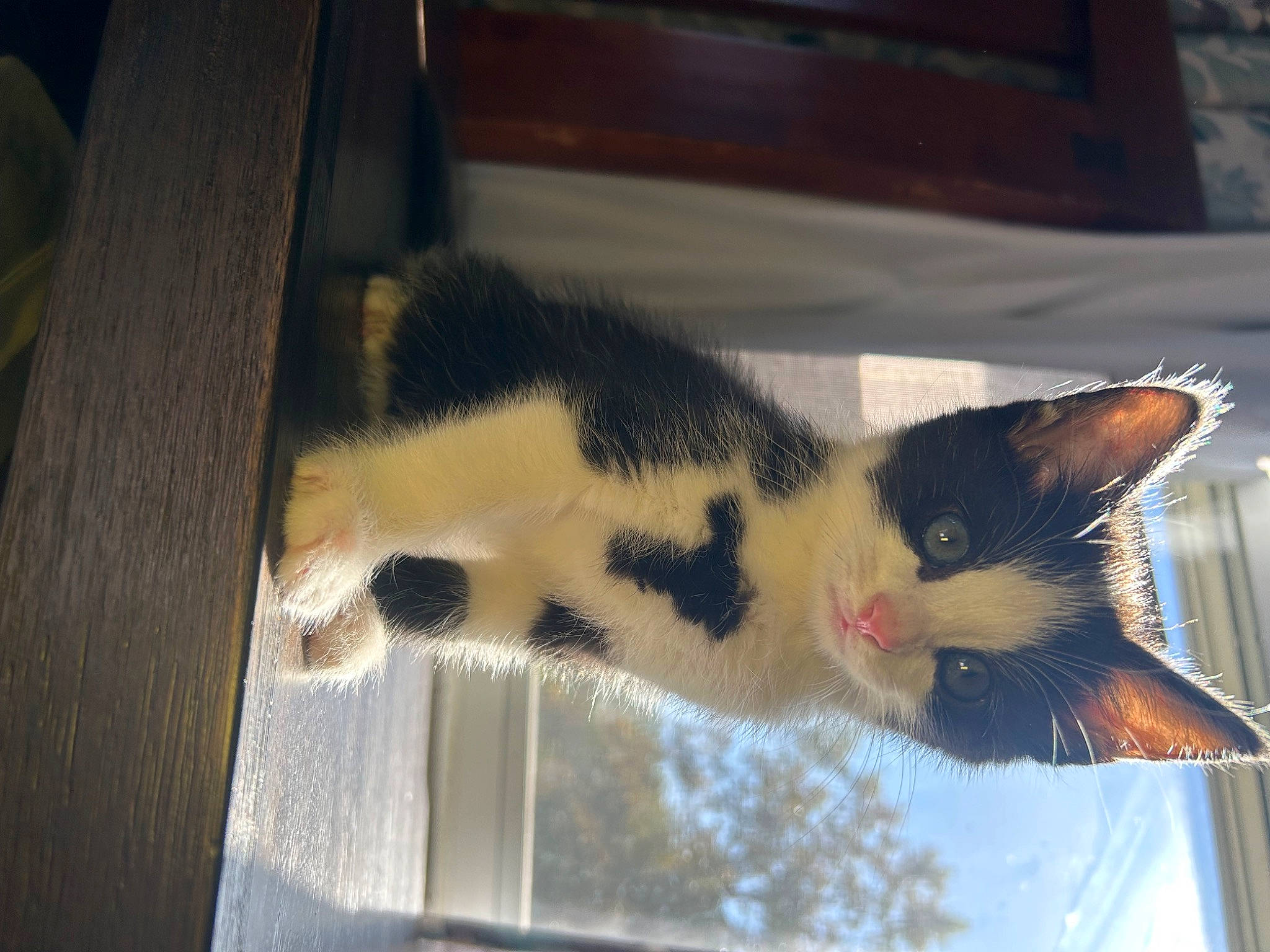 Dale joined the competition — help win amazing prizes! carnivore, cat, claw, domestic_short_haired_cat, felidae, fur, paw, sky, small_to_medium_sized_cats, snout, tail, tree, whiskers, window, winter, wood