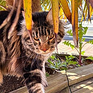 Akine a rejoint le concours — aidez-le/la à gagner de superbes lots ! cat, tabby, animal, feline, whiskers, outdoor, leaves, wooden_deck, nature, sunlight, plant, closeup, fur, pet, mammal, walking, greenery, eye_contact, daylight, curious