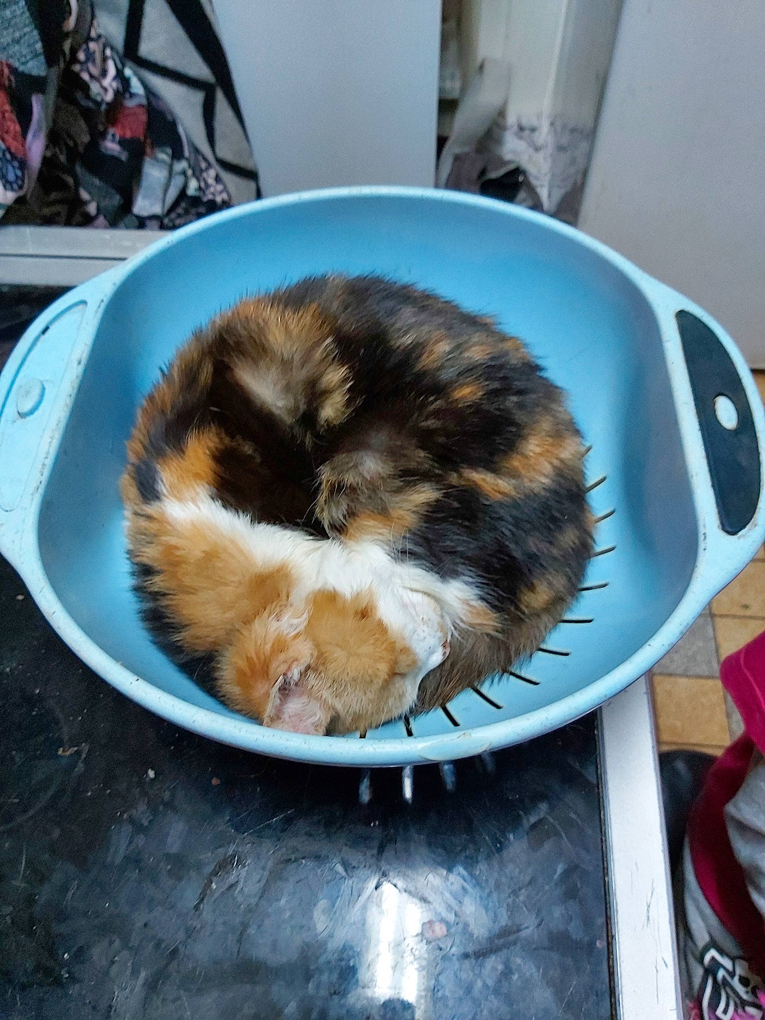 Pomponette participe au concours pour gagner de l'argent avec cette photo : carnivore, cat, dish, dishware, felidae, food, fur, kitten, plate, small_to_medium_sized_cats, tableware, whiskers