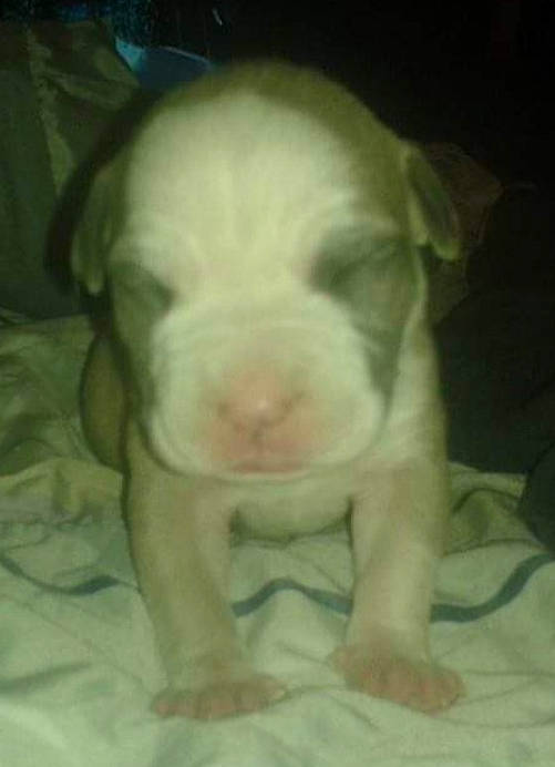 Xena a rejoint le concours — aidez-le/la à gagner de superbes lots ! american_bulldog, american_pit_bull_terrier, australian_bulldog, boxer, bulldog, canidae, carnivore, dog, dog_breed, fawn, mammal, non_sporting_group, nose, pit_bull, puppy, rare_breed_dog, snout, toy_bulldog, valley_bulldog, vertebrate