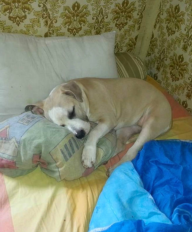 Xena participe au concours pour gagner de l'argent avec cette photo : canidae, carnivore, companion_dog, dog, dog_breed, fawn, mammal, nap, puppy, sleep, sporting_group, vertebrate