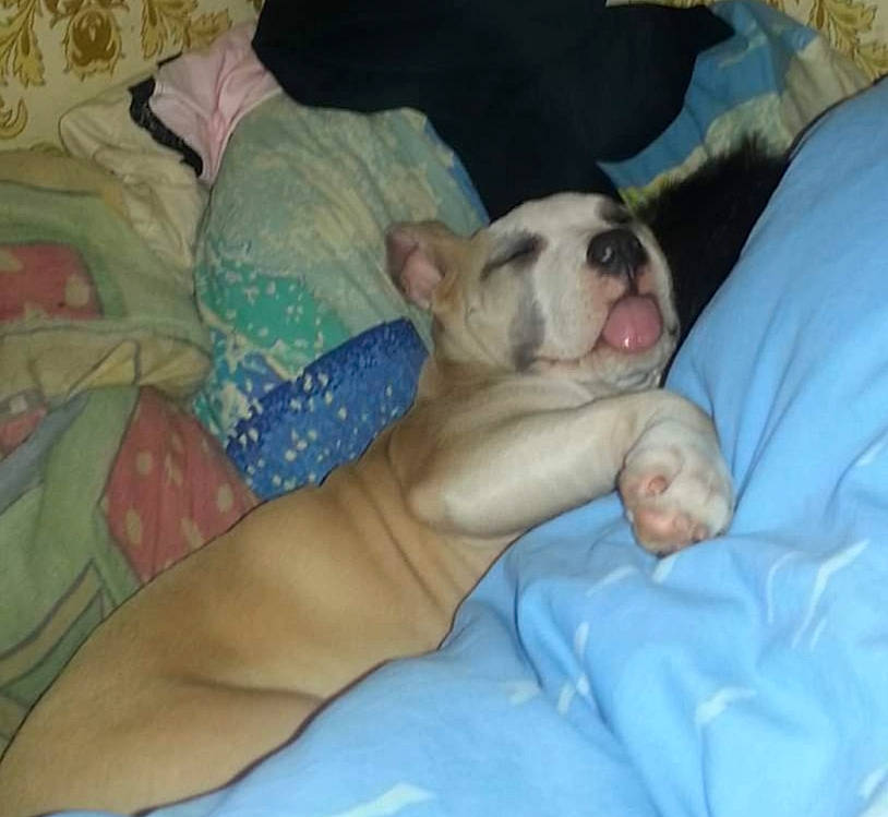 Xena participe au concours pour gagner de l'argent avec cette photo : american_bulldog, bedtime, canidae, carnivore, companion_dog, dog, dog_breed, fawn, french_bulldog, nap, non_sporting_group, puppy, puppy_love, sleep, snout