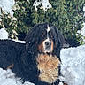 dog, bernese_mountain_dog, snow, outdoor, animal, canine, fur, winter, nature, greenery, pet, mammal, laying, portrait, cold, fluffy, snowflakes, relaxed, background, closeup
