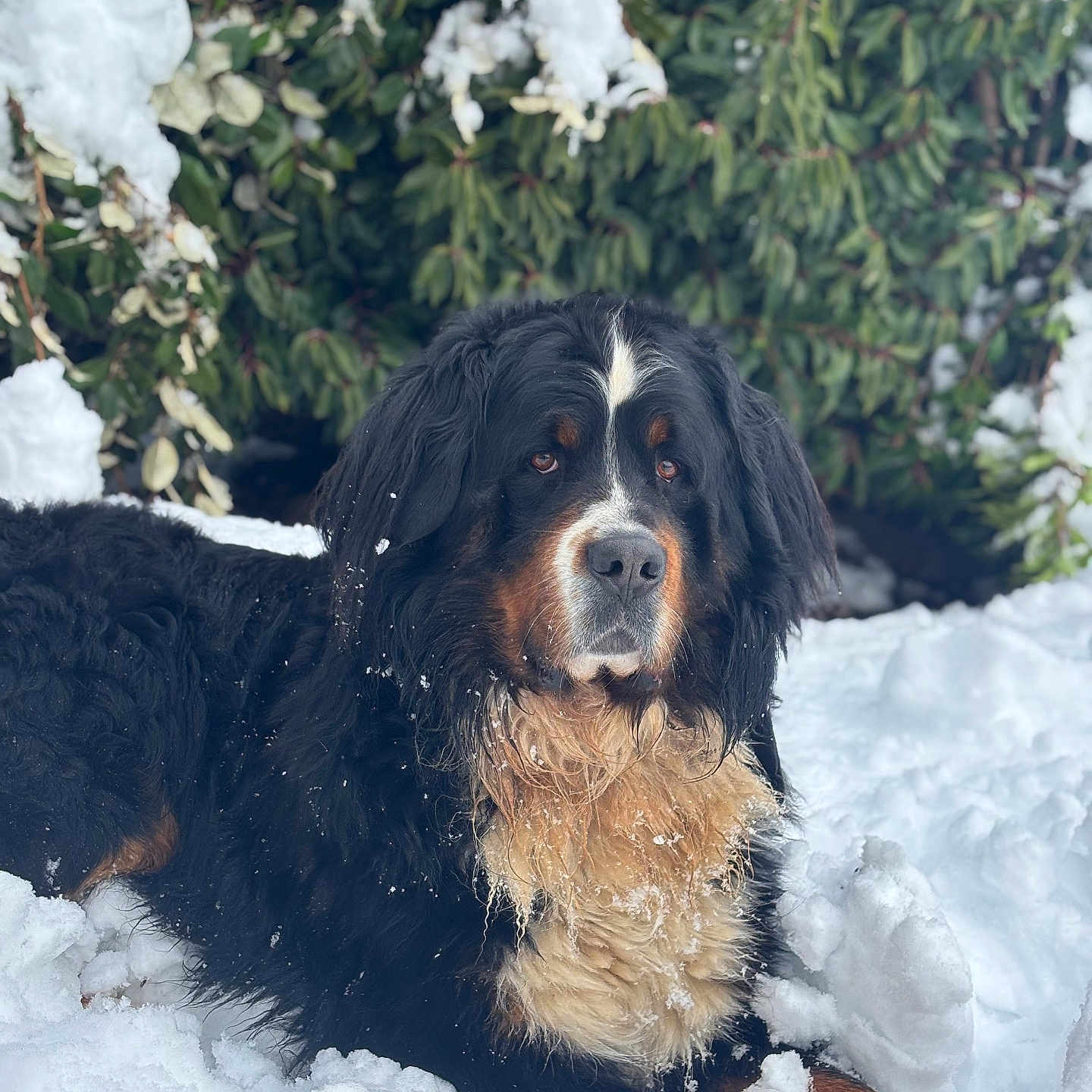 Romeo