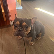 Tyson is registered to the contest to win money with this photo: french_bulldog, dog, pet, indoor, wooden_floor, sunlight, curious, brown, black, small_dog, ears, flooring, home, animal, companion, cute, looking_up, domestic_animal, canine, portrait