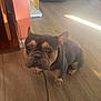french_bulldog, dog, pet, indoor, wooden_floor, sunlight, curious, brown, black, small_dog, ears, flooring, home, animal, companion, cute, looking_up, domestic_animal, canine, portrait