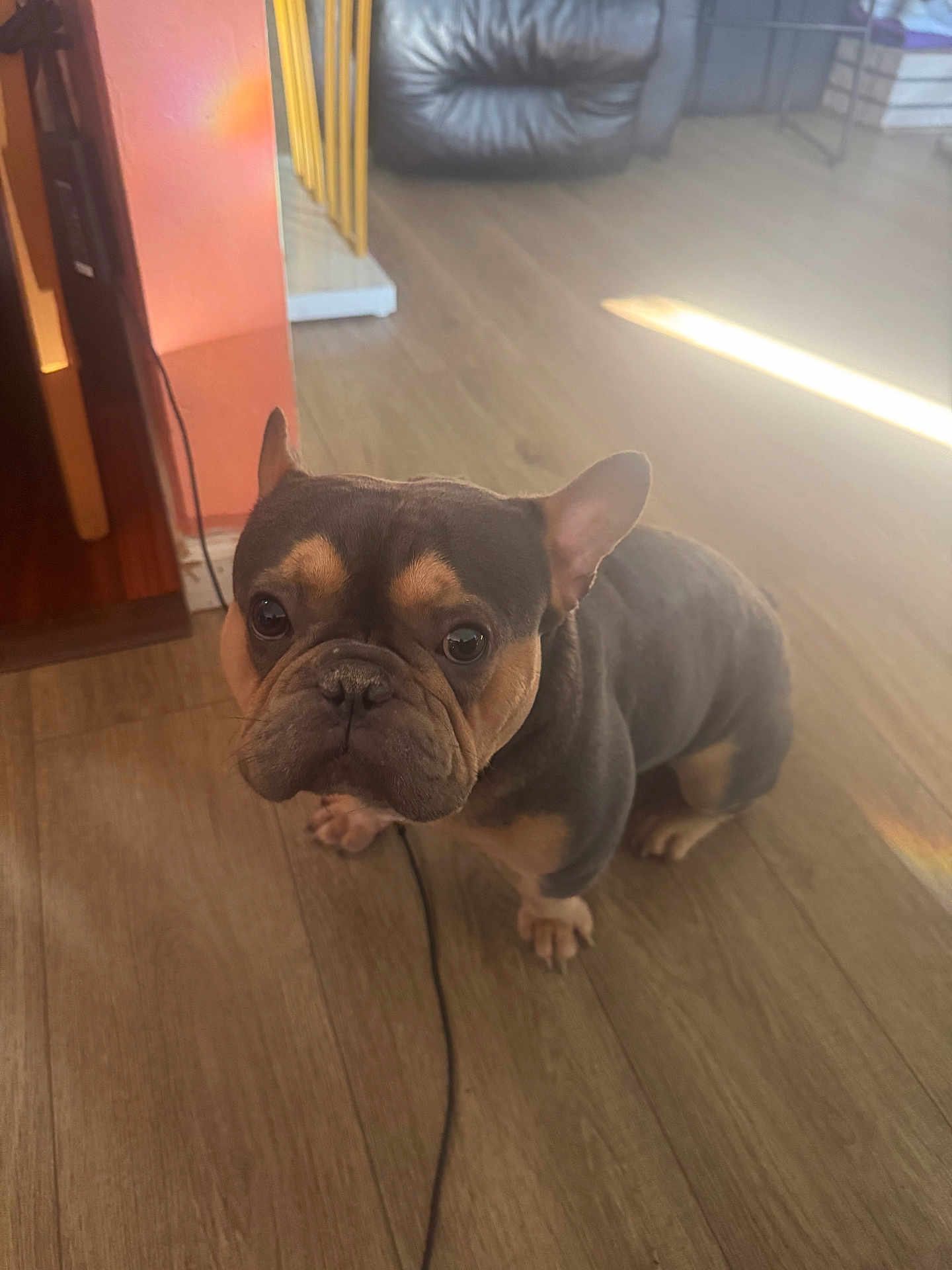 Tyson is registered to the contest to win money with this photo: french_bulldog, dog, pet, indoor, wooden_floor, sunlight, curious, brown, black, small_dog, ears, flooring, home, animal, companion, cute, looking_up, domestic_animal, canine, portrait