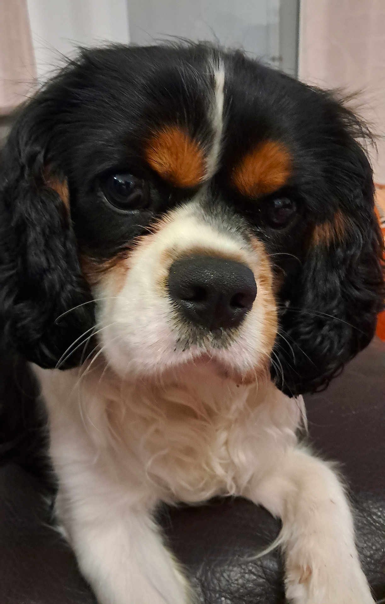 Voltaire a rejoint le concours — aidez-le/la à gagner de superbes lots ! animal, black_fur, brown_fur, canine, cavalier_king_charles_spaniel, close_up, companion, cute, dog, domestic_animal, face, fluffy, furry, indoor, looking, paw, pet, portrait, resting, white_fur