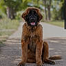 dog, puppy, fluffy, brown_fur, long_hair, sitting, tongue_out, black_muzzle, portrait, outdoor, woodland, forest, road, nature, daylight, centered_composition, shallow_depth_of_field, bokeh, pet, animal