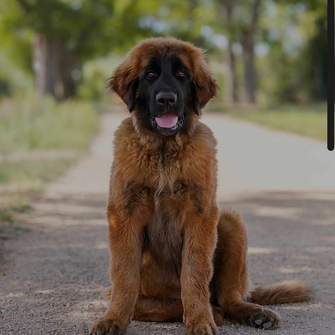 Léon
