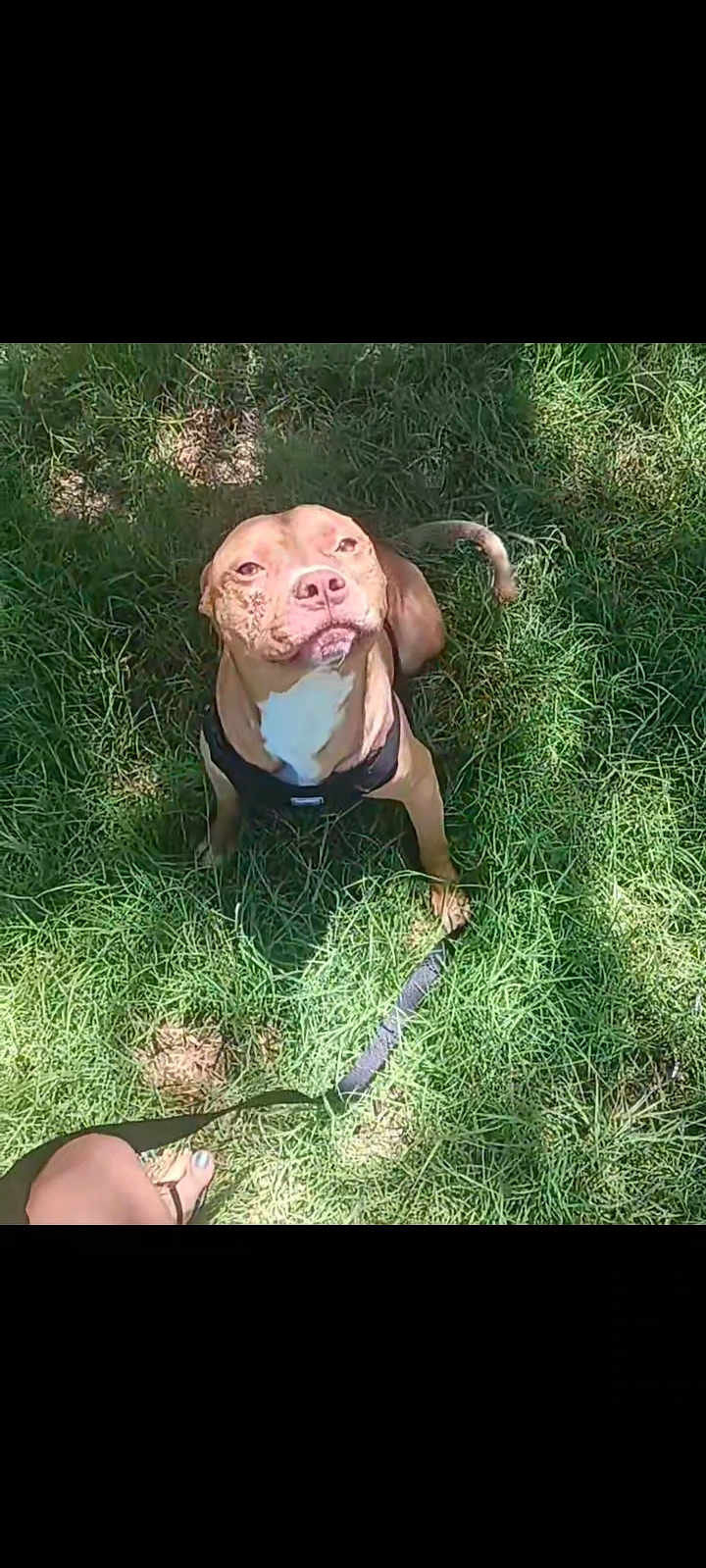Bubbas is registered to the contest to win money with this photo: dog, grass, leash, harness, outdoor, pet, canine, sunlight, shadow, greenery, nature, animal, sitting, looking_up, person, foot, summer, daylight, friendly, calm