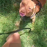 Bubbas is registered to the contest to win money with this photo: dog, grass, leash, person, legs, feet, sunlight, outdoor, pet, canine, playful, harness, tongue, summer, nature, animal, cute, brown_dog, daylight, shadow