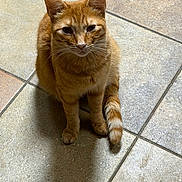 Shore is registered to the contest to win money with this photo: cat, ginger_cat, tabby, feline, pet, indoor, tile_floor, whiskers, tail, paws, sitting, portrait, looking_up, ears, shadow, domestic_cat, orange_fur, close_up, floor_tiles, cute