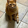 cat, ginger_cat, tabby, feline, pet, indoor, tile_floor, whiskers, tail, paws, sitting, portrait, looking_up, ears, shadow, domestic_cat, orange_fur, close_up, floor_tiles, cute