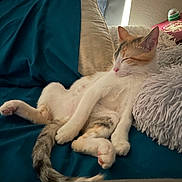 Betty Boop joined the competition — help win amazing prizes! bed, blanket, calico_cat, cat, cozy, curtain, fur, home, indoor, kitten, nap, paw, pet, pillow, plush_pillow, relaxed, sleeping, soft_texture, tail, whiskers