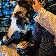 Mary Jane is registered to the contest to win money with this photo: cat, calico_cat, pet, blanket, plaid_blanket, hand, human_hand, jeans, sweater, lap, cozy, indoor, fur, whiskers, lounging, close_up, petting, relaxed, paw, warm_lighting