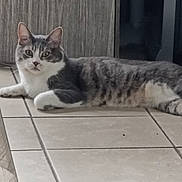 Pumba participe au concours pour gagner de l'argent avec cette photo : animal, cabinet, cat, curtain, cute, domestic_cat, ears, eyes, floor, furniture, gray_cat, home, indoor, looking, pet, relaxed, resting, tile_floor, whiskers, white_cat