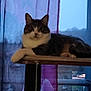 Pumba participe au concours pour gagner de l'argent avec cette photo : animal, cat, cozy, curtains, domestic, evening, feline, floral, fur, gaze, home, indoor, perch, pet, purple, quiet, relaxed, resting, whiskers, window