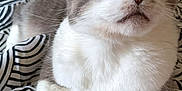 Pumba a rejoint le concours — aidez-le/la à gagner de superbes lots ! animal, bed, blanket, cat, closeup, curious, cute, domestic_cat, feline, fur, gray_cat, green_eyes, indoor, patterned_blanket, paw, pet, relaxed, resting, whiskers, white_cat