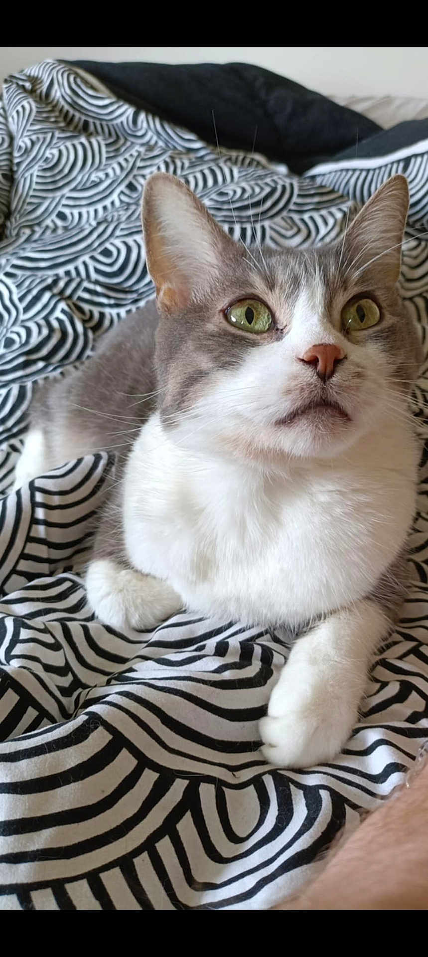 Pumba