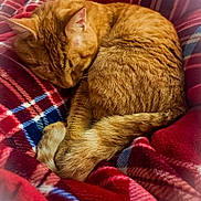 Loki joined the competition — help win amazing prizes! cat, orange_tabby, sleeping, curled_up, blanket, plaid, red_blanket, fur, pet, animal, cozy, resting, indoor, cute, domestic_cat, whiskers, tail, warm, relaxed, comfort