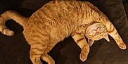 Loki joined the competition — help win amazing prizes! cat, ginger_cat, tabby, pet, feline, sleeping, relaxed, stretching, couch, indoor, fur, whiskers, paw, tail, animal, resting, cozy, cute, domestic_cat, mammal