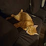 Loki joined the competition — help win amazing prizes! cat, orange_tabby, sleeping, couch, furniture, indoor, pet, relaxing, cozy, fur, whiskers, paw, domestic_cat, resting, brown, soft, animal, cute, lazy, nap